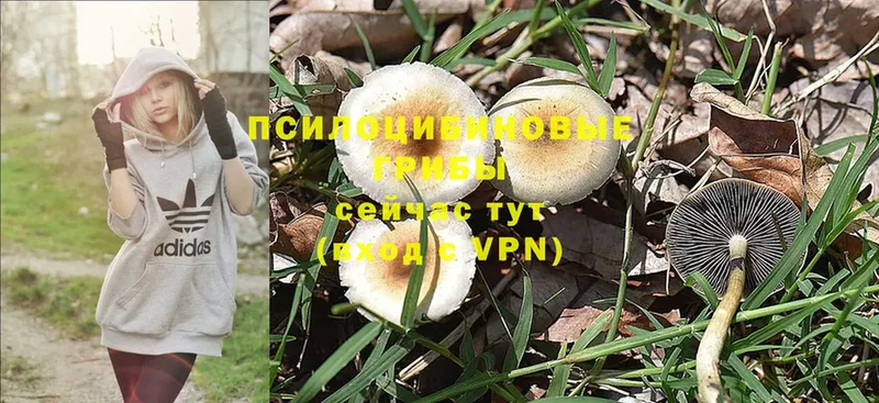 Галлюциногенные грибы MAGIC MUSHROOMS  Кашин 